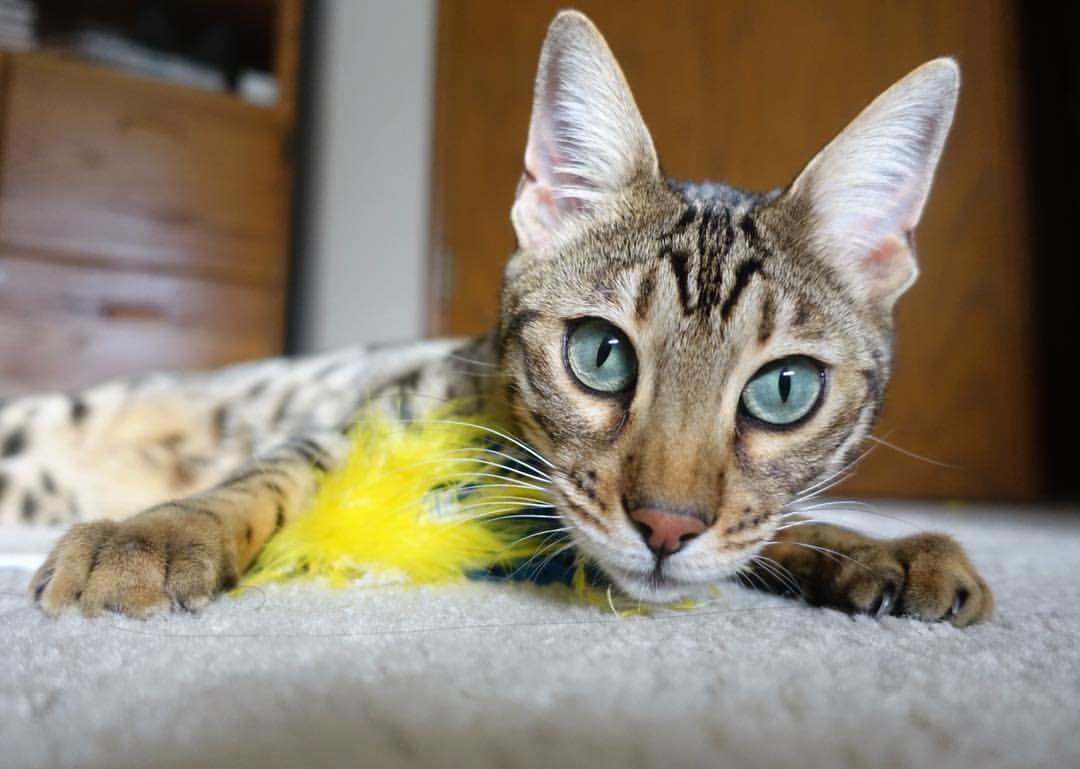 五大联赛是否提升训练中对节奏变化模拟的覆盖面，五大联赛玩法