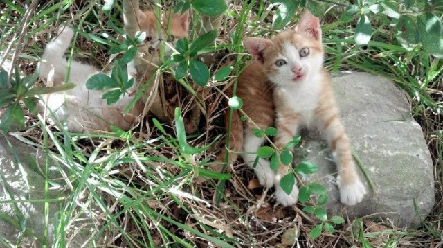 内马尔伤退，球队士气受挫，内马尔伤势情况