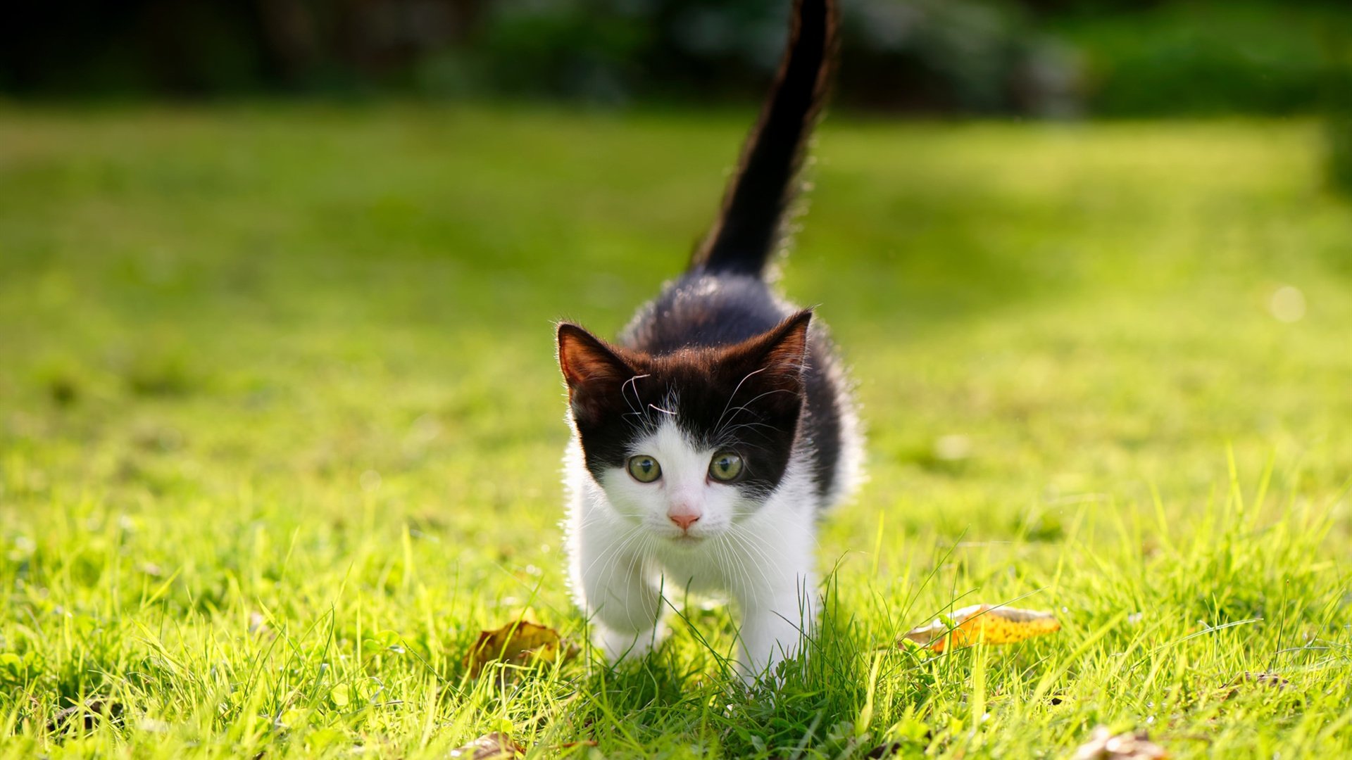 澳女队自由泳冲刺阶段反超成功，澳大利亚女子4×100自由泳