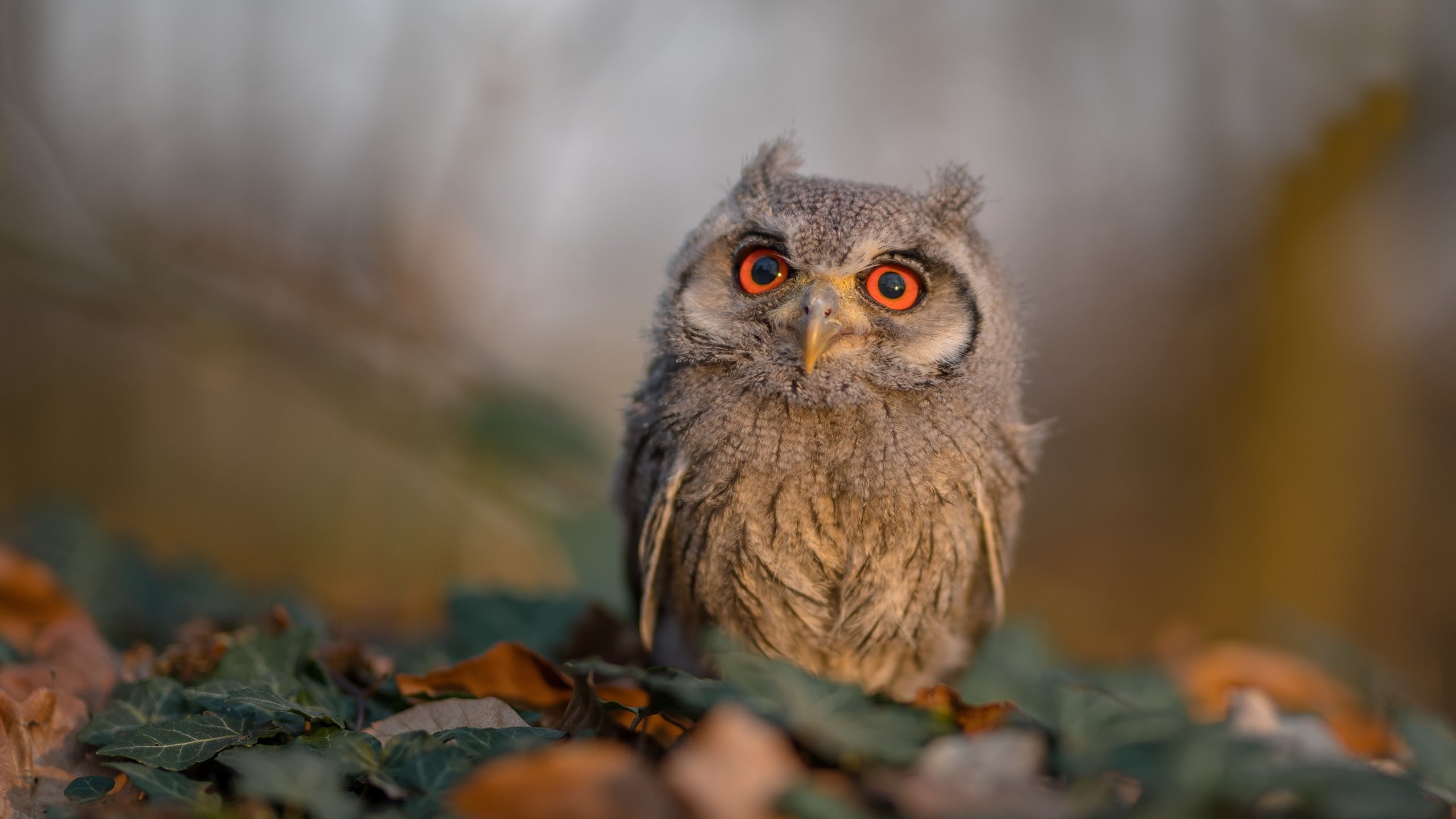 开云网址-足球文化如何实现传承与发展，足球文化精神传播