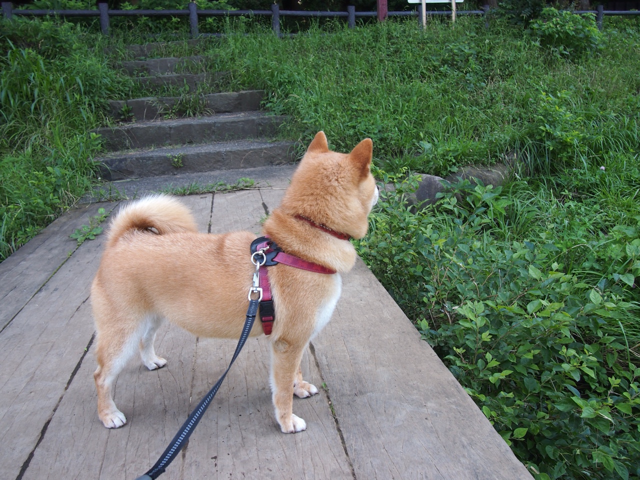 “伊万·戈梅斯：阿根廷美洲狮队的铁血前锋，未来表现令人期待”