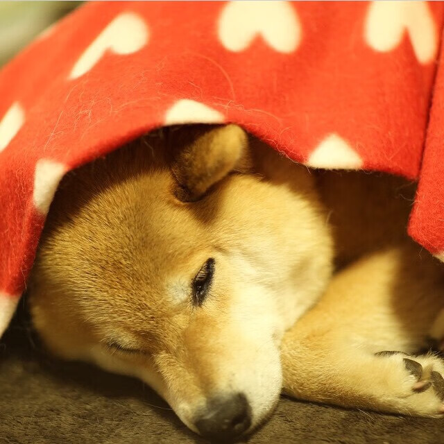 开云体育全站-乌克兰女篮在欧洲锦标赛中奋勇冲击奖牌