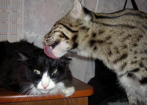 开云体育网页入口-伯科夫赛场表现获教练高度评价，博尔科夫