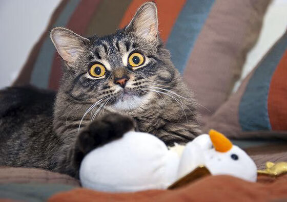 开云网站-俱乐部推出球迷卡服务绑定多种权益提升用户忠诚度，球迷会员