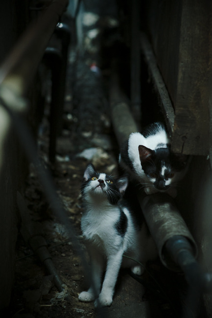 开云中国官网-全球多地同步举办足球节，彰显体育文化多元融合，足球文化节活动有哪些