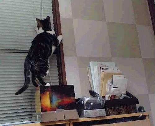 开云体育登陆入口-南非女队短距离项目再传捷报，南非女运动员