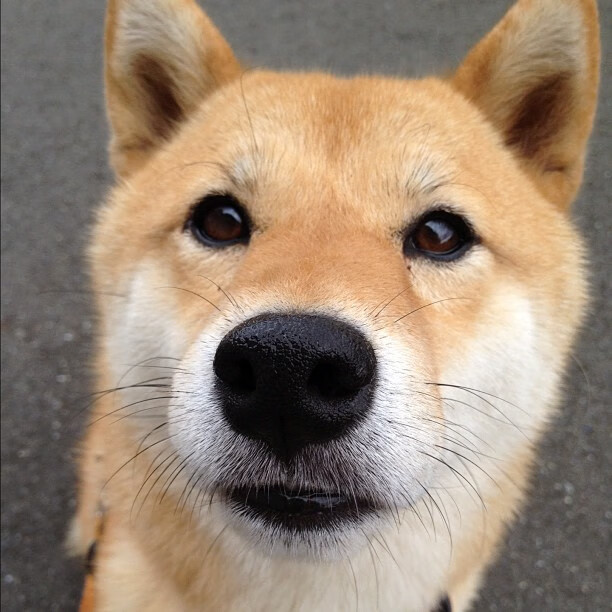 女篮世界杯备战周期内全队技战术磨合进展良好稳定，女篮球世界杯比赛日期